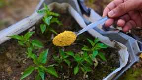 The SECRET Powder That Makes Plants Grow Faster & Repels Pests!