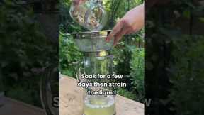 Keep the pests OUT with this super easy all-natural garlic spray 🧄#garden #pest #garlic #recipe