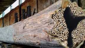 Surprising Discovery of Hidden in a Large Teak Log Revealed During the Sawing Process