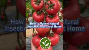 🛡️ 6 POWERFUL Homemade Insecticides (Beat Pests WITHOUT Chemicals!) | DIY Natural Pest Control