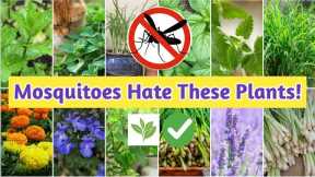 Keep Mosquitoes Away Naturally | 10 powerful mosquito-repelling plants that are safely &eco-friendly