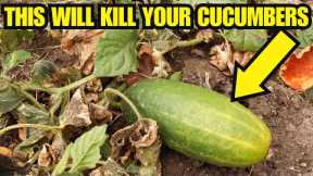 Healthy Cucumber Plants WILL DIE QUICKLY From This one Simple Mistake