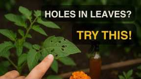 Gardeners’ Secret Weapons: 5 Natural Ways to Fight Pests (No Chemicals!)
