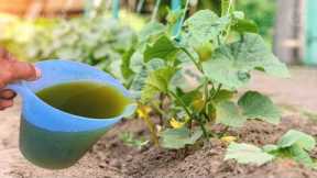 Powerful Magic Fertilizer That Makes Plants Grow Fast And Repels Pests