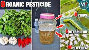Organic Neem Pesticide Recipe – Kills Aphids, caterpillars & Whiteflies Fast