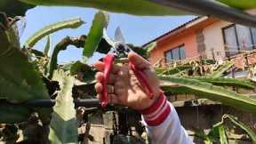 PRUNING OUR DRAGON FRUIT PLANTS