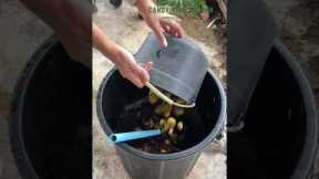 How to Make Fermented Fruit Juice to Grow Cleaner and Tastier Vegetables #gardening