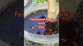Fermented Plant Juice Organic Fertilizer (FPJ)