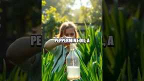 DIY Natural Insect Repellents for Sustainable Gardening