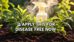 🛑 STOP Plant Diseases ! 7 Proven Organic Sprays From Your Pantry