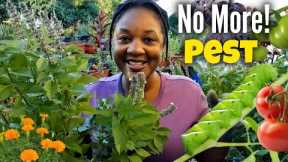 The BEST HERBS To Keep Pest AWAY From Your Gardens/Natural FREE Pest Control 