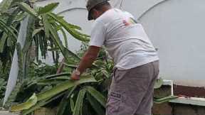 ONE OF OUR DRAGON FRUIT PLANTS FELL: I COULDN'T SAVE IT