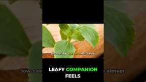 Grow This Plant At Home