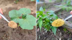 Just ONE Tablespoon! This Microbe Hack Made My Garden Explode! (No Cost, No Chemicals)