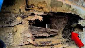 Buried for Thousands of Years and Rotting, Now a Rare Wood At Sawmill