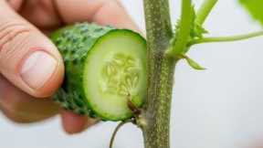 This Cucumber Trick Protects Plants from Pests & Fungus Naturally!”
