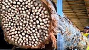 Disgusting !! What's Inside This Log Shocked Everyone At  Sawmill