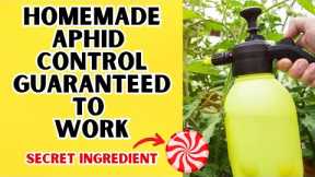 Organic Aphid Control That Has A Tasty Secret Ingredient