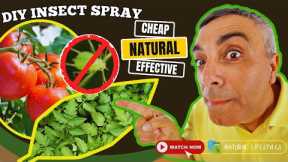 DIY Natural Bug Spray for Plants 🌱✨ – Cheap, Safe & Effective!