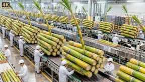 Inside a Giant Cane Sugar Factory: How Fresh Sugarcane Becomes Shiny Crystal Sugar (Factory Process)