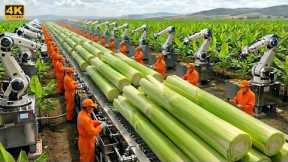 Inside the Largest U.S. Factory: High-Tech Banana Stem Processing You’ve Never Seen (Full Process)