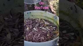 Fermented Plant Juice Fertilizer