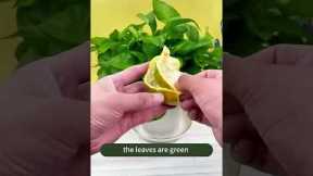 Magic Water Recipe for Plants! 🍌🍺  Beer + Fruit Peels = Faster Growth 🌱✨