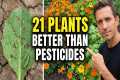 Natural Garden Pest Control: 21