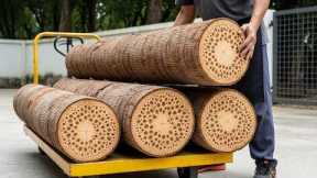 You Won't Believe in Your Eyes: The Incredible Leopard Grain of Coconut Wood!