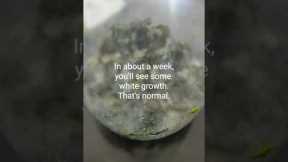 Fermented Plant Juice | Easy Way To Make FPJ For Your Plants