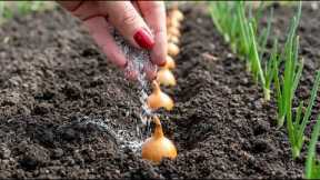 Don’t Plant Onions Until You See This – Old Gardener’s Trick for Huge Harvest