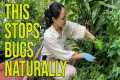 Stop Bugs From Eating Your Plants