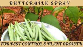 How to Use Buttermilk Spray for Healthy Plants & Effective Pest Control