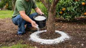 3 Proven Ways to Eliminate Ants, Aphids & Garden Pests From Fruit Trees Naturally